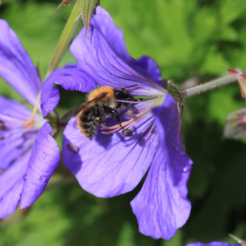 Common Carder Bumblebee Bombus pascuorum