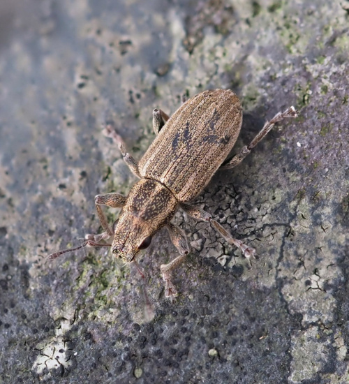 Pea-leaf Weevil Sitona lineatus