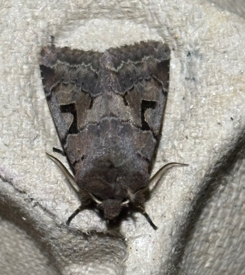 Hebrew Character Orthosia gothica