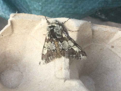 Oak Beauty Biston strataria