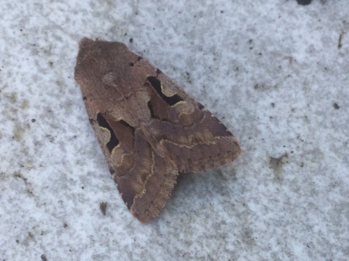 Hebrew Character Orthosia gothica