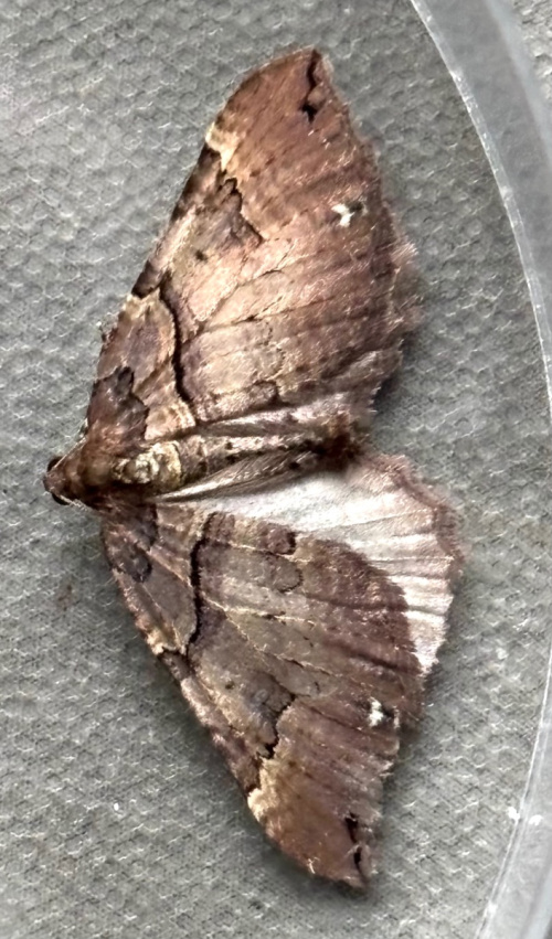 Shoulder Stripe Earophila badiata