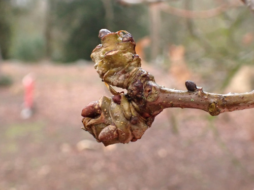 Twig Gall Causer Andricus inflator f. sexual