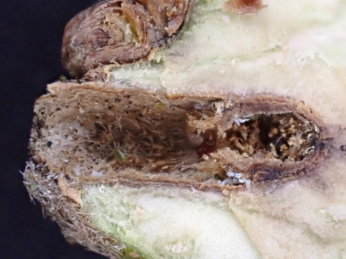 Twig Gall Causer Andricus inflator f. sexual