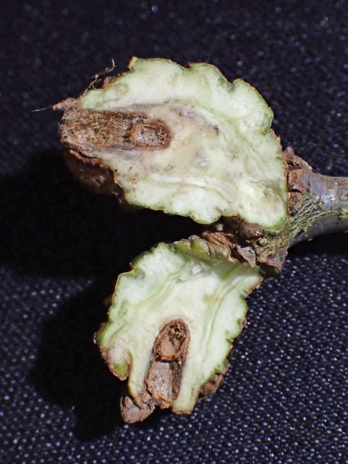 Twig Gall Causer Andricus inflator f. sexual