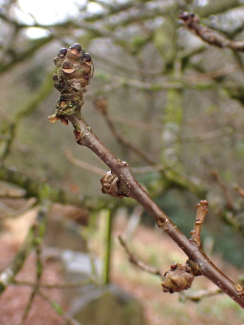 Twig Gall Causer Andricus inflator f. sexual