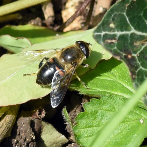 Common Drone Fly Eristalis tenax