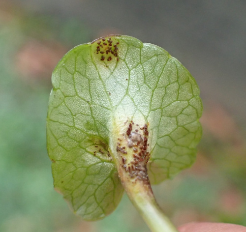 Bitter Chocolate Rust Uromyces ficariae