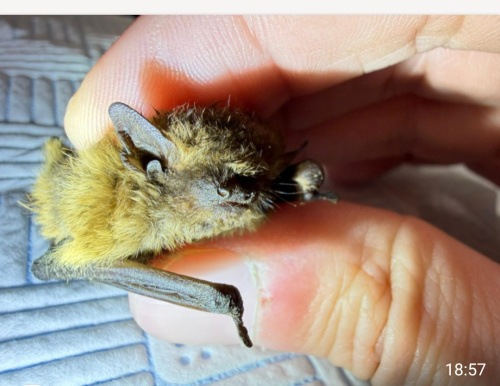 Common Pipistrelle Pipistrellus pipistrellus sensu stricto