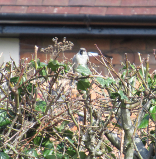 House Sparrow Passer domesticus