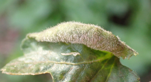 Species image