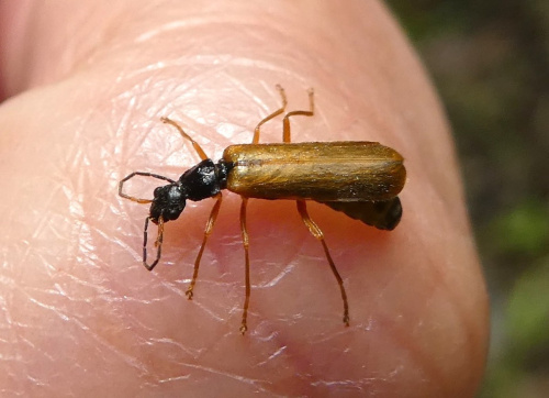  Rhagonycha lignosa