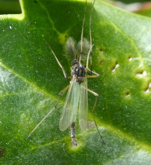  Microtendipes pedellus