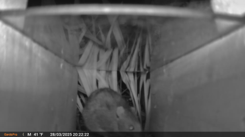 Brown Rat Rattus norvegicus