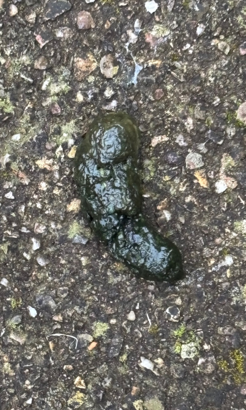 Species image