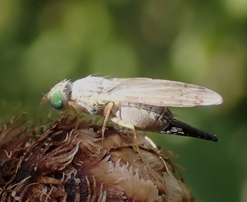  Acanthiophilus helianthi