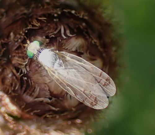  Acanthiophilus helianthi