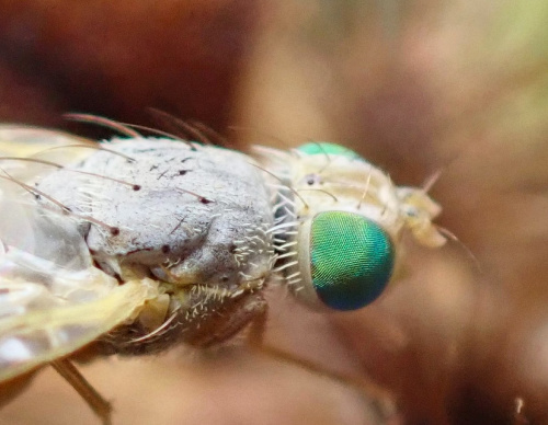  Acanthiophilus helianthi