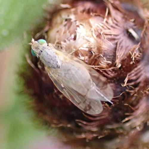  Acanthiophilus helianthi