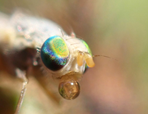 Acanthiophilus helianthi
