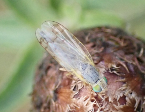  Acanthiophilus helianthi