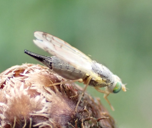  Acanthiophilus helianthi