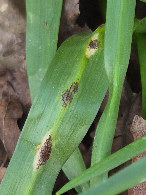 Bluebell Rust Uromyces muscari
