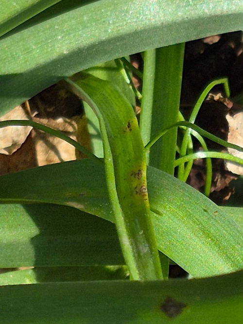 Bluebell Rust Uromyces muscari