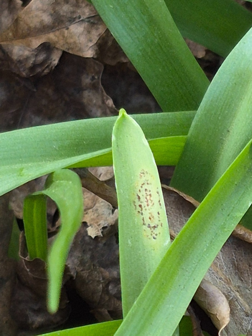Bluebell Rust Uromyces muscari