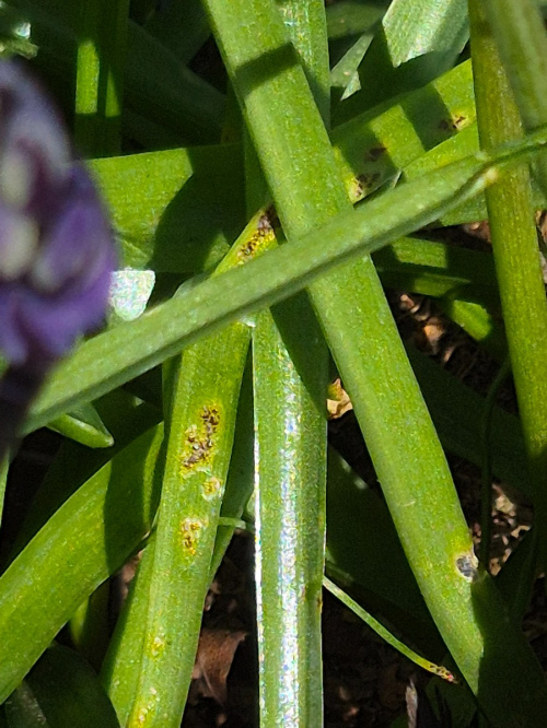 Bluebell Rust Uromyces muscari
