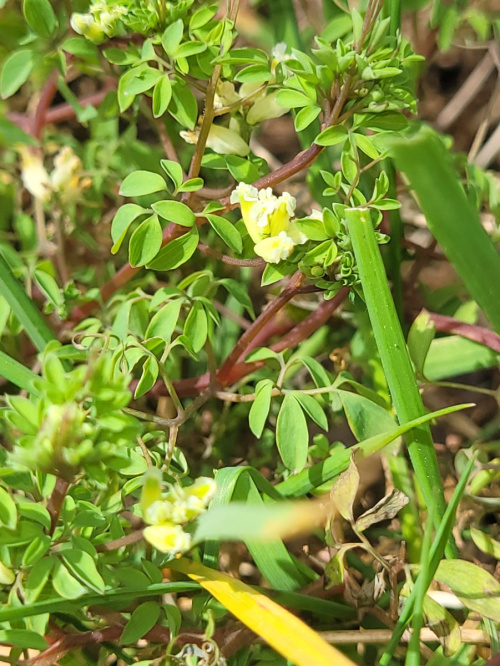 Climbing Corydalis Ceratocapnos claviculata