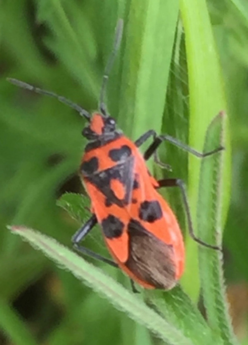  Corizus hyoscyami