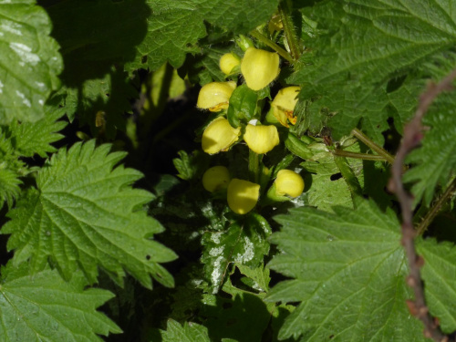  Lamiastrum galeobdolon subsp. argentatum