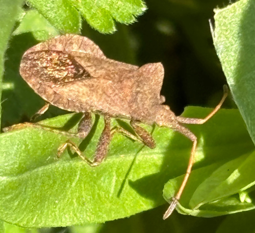 Dock Bug Coreus marginatus