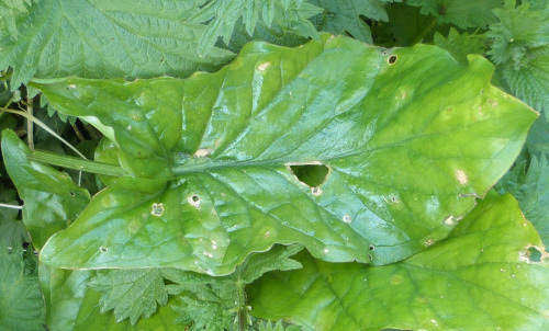 Arum Rust Puccinia sessilis