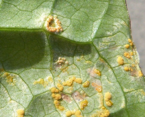 Arum Rust Puccinia sessilis