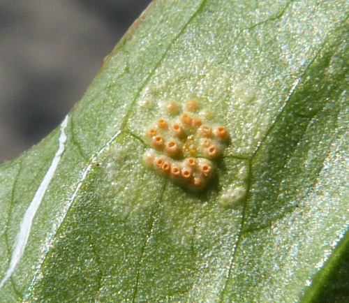 Arum Rust Puccinia sessilis