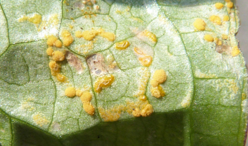 Arum Rust Puccinia sessilis