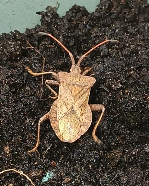 Dock Bug Coreus marginatus