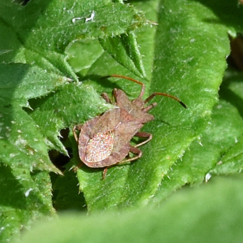Dock Bug Coreus marginatus