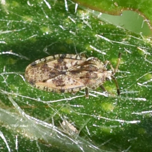 Spear Thistle Lacebug Tingis (Tingis) cardui