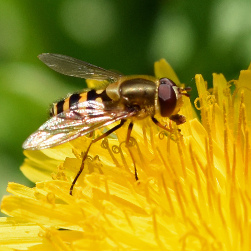  Syrphus
