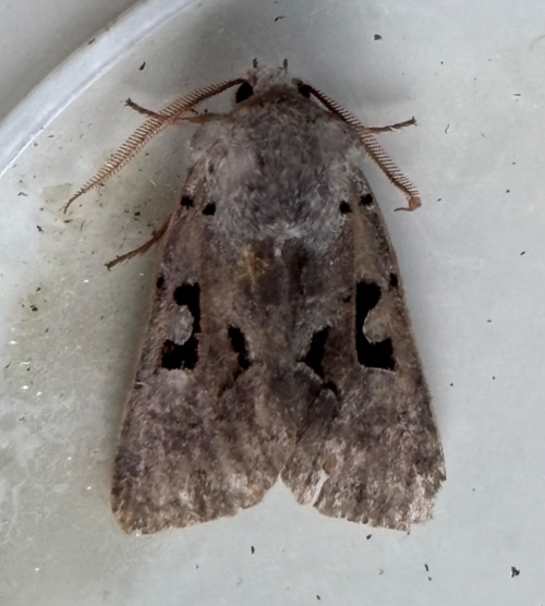 Hebrew Character Orthosia gothica