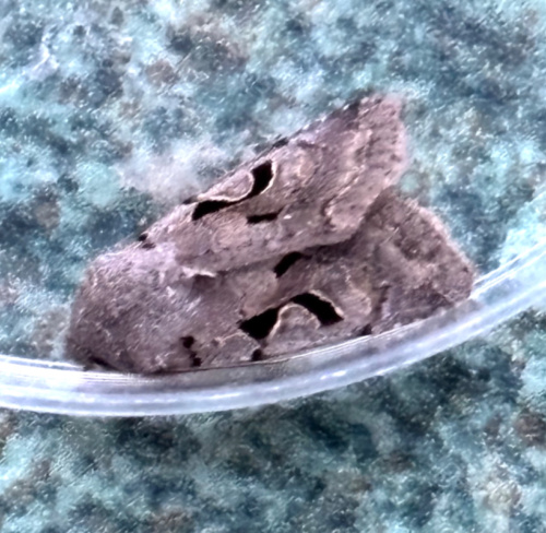 Hebrew Character Orthosia gothica