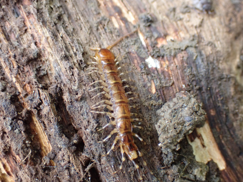  Lithobius (Lithobius) variegatus
