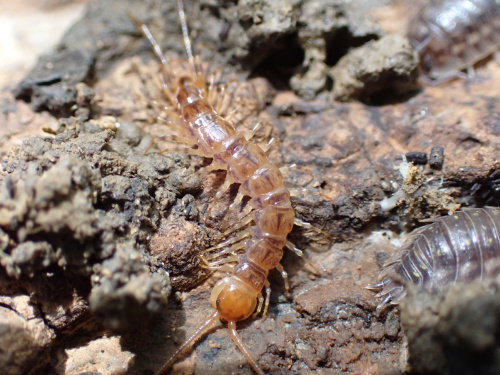  Lithobius (Lithobius) variegatus