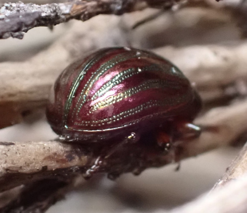 Rosemary Beetle Chrysolina americana