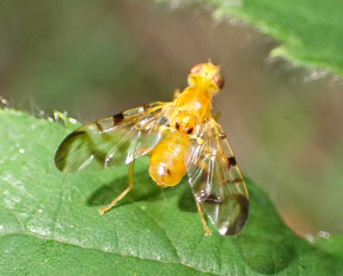  Acidia cognata