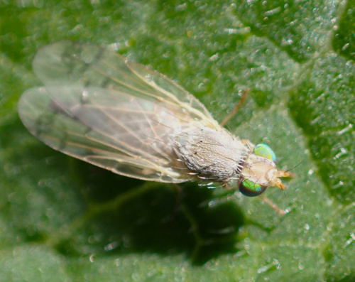  Acanthiophilus helianthi