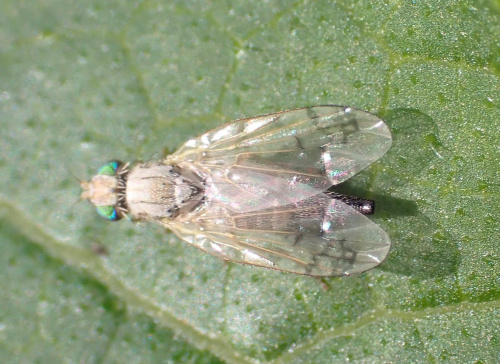  Acanthiophilus helianthi